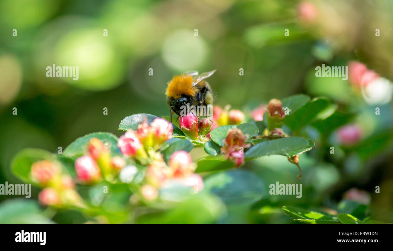 Bumblebee raccogliendo il nettare dai fiori nel parco della città. Foto Stock