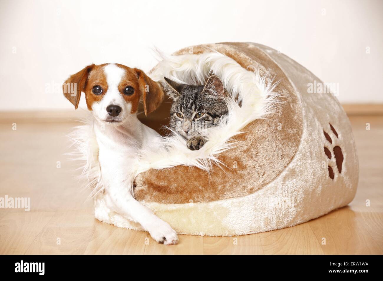 cane e gatto Foto Stock