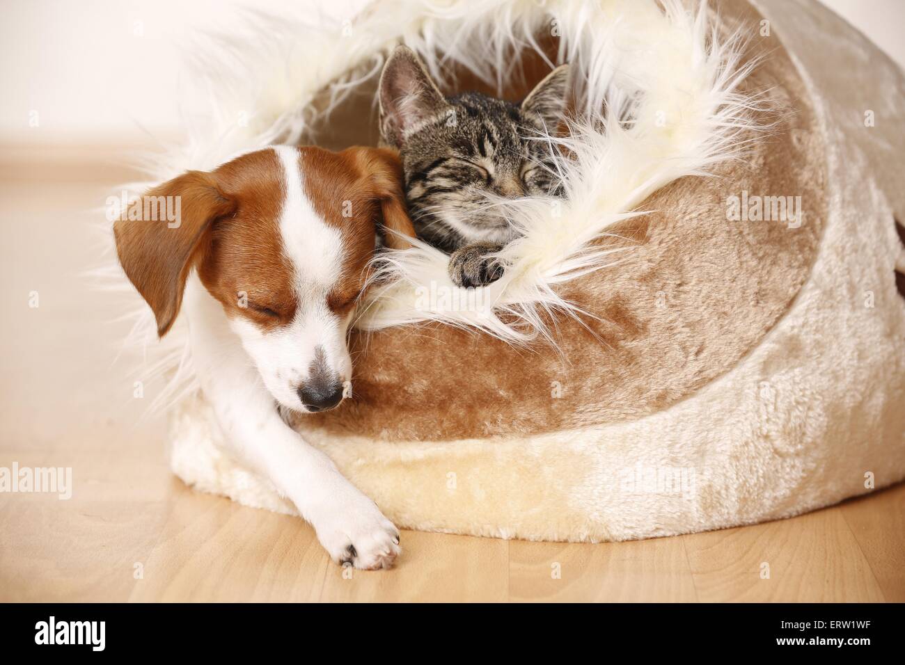 cane e gatto Foto Stock