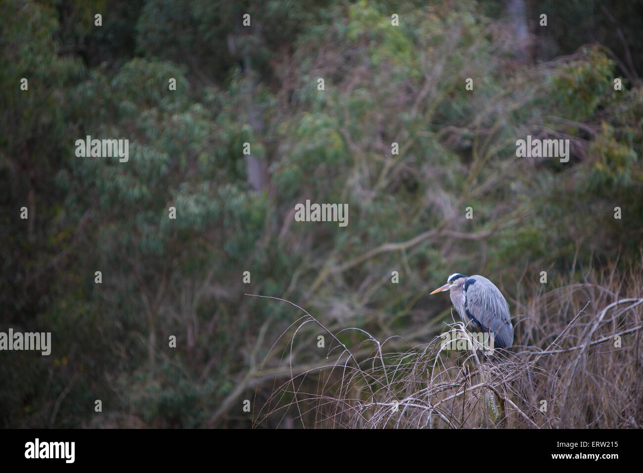 Wild airone cenerino in Everglades Foto Stock