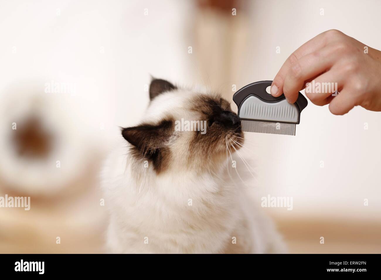 Sacred Birman ritratto Foto Stock