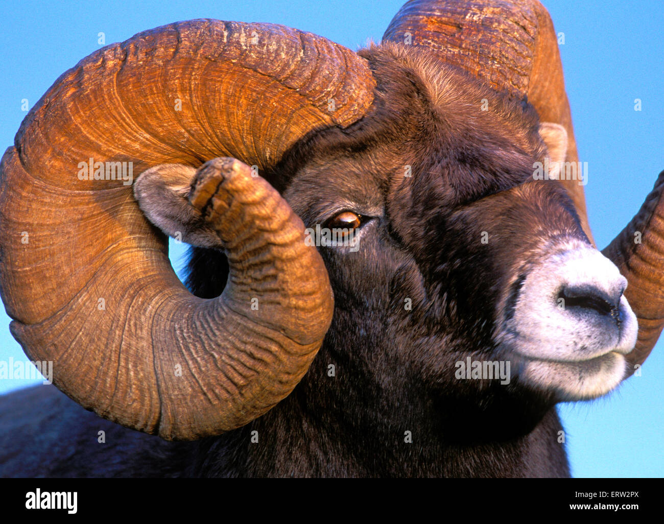 Ritratto di Bighorn Ram, piena curl, ritratto closeup Foto Stock