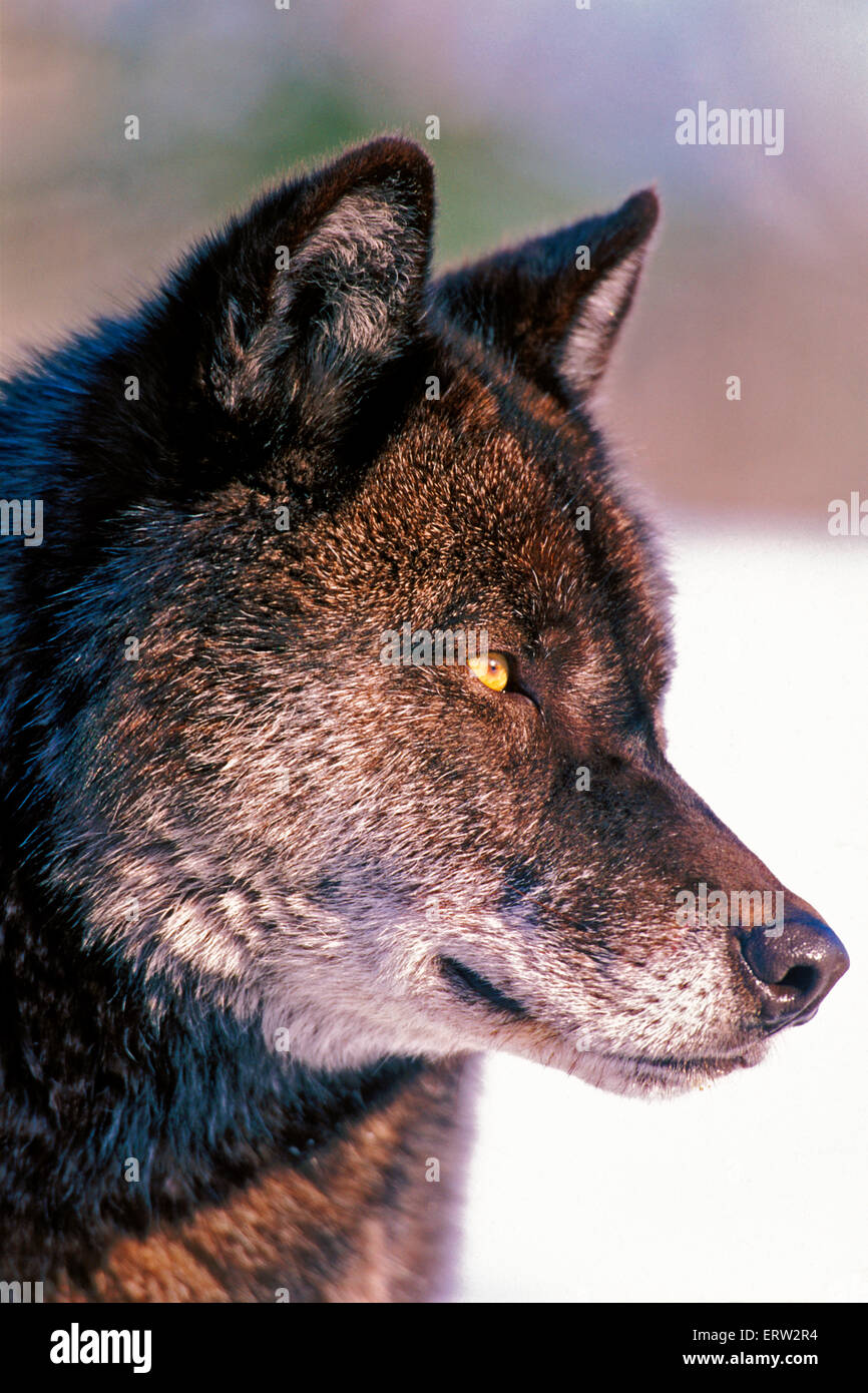 Legno nero Wolf permanente sulla neve, ritratto closeup Foto Stock
