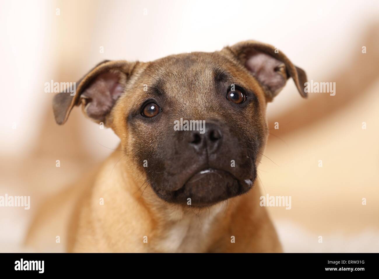 Staffordshire Bull Terrier ritratto Foto Stock