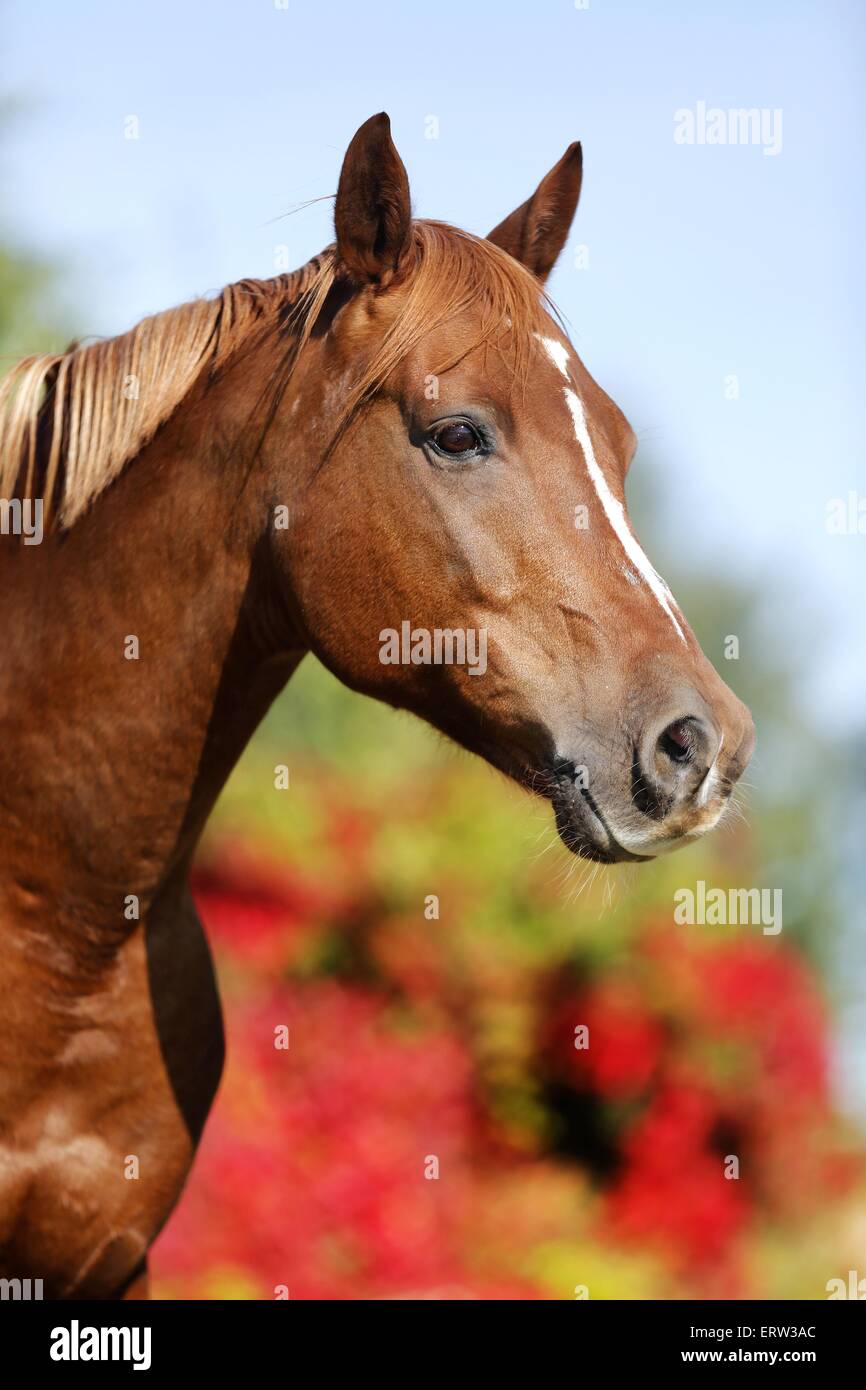 Arabian Horse Foto Stock