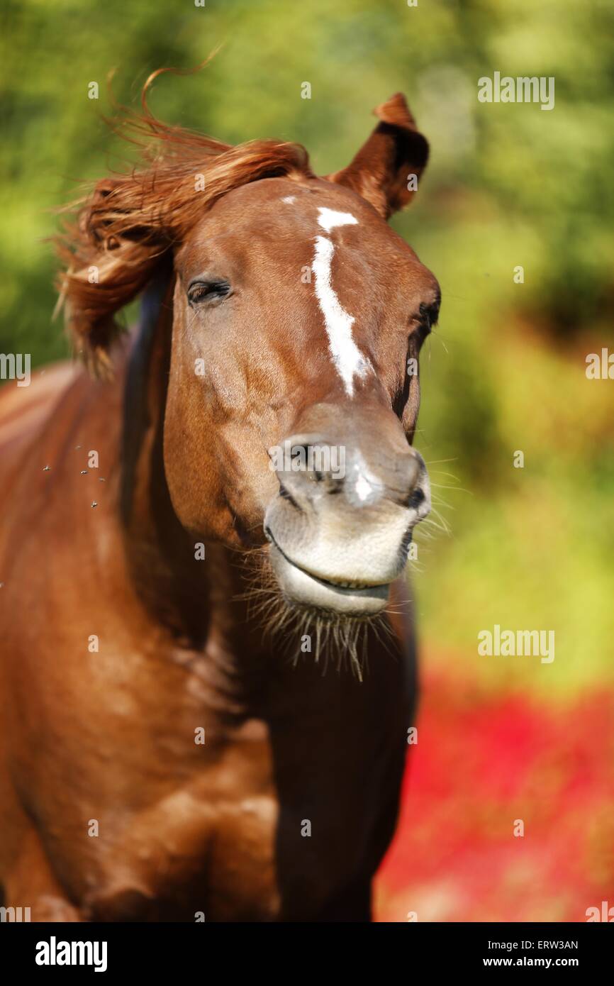 Arabian Horse Foto Stock