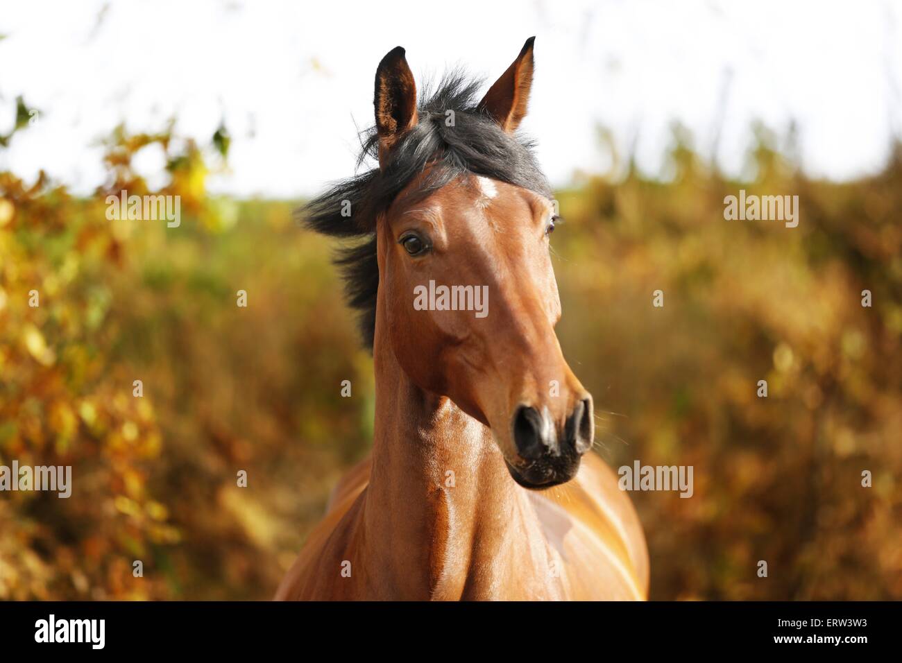 cavallo Foto Stock