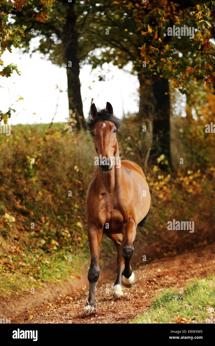cavallo Foto Stock