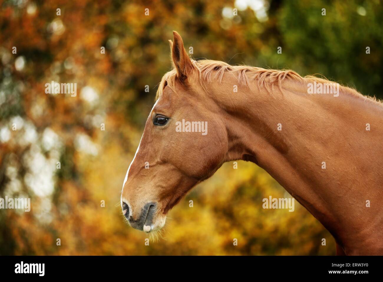 cavallo Foto Stock