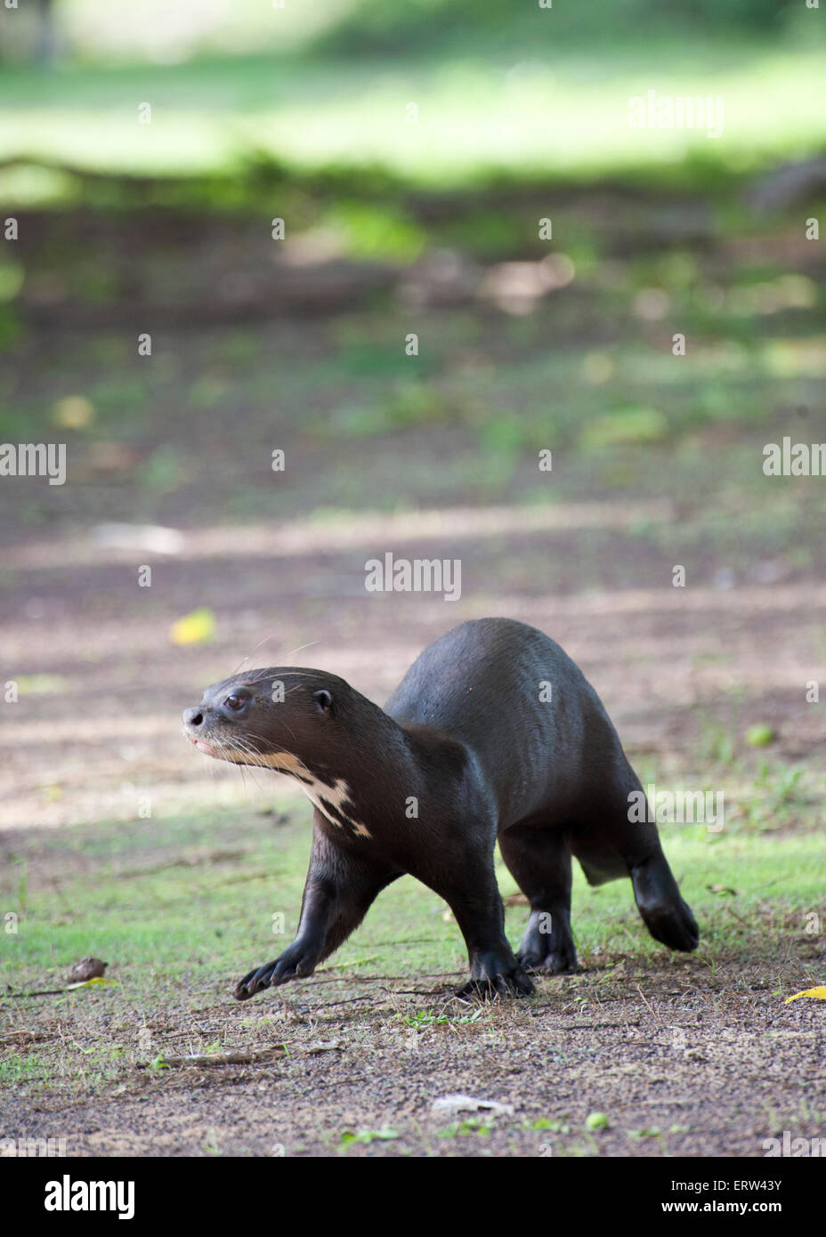 Lontra gigante in Guyana Foto Stock