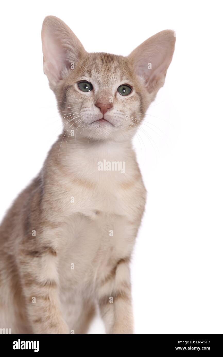 Oriental Shorthair kitten Foto Stock