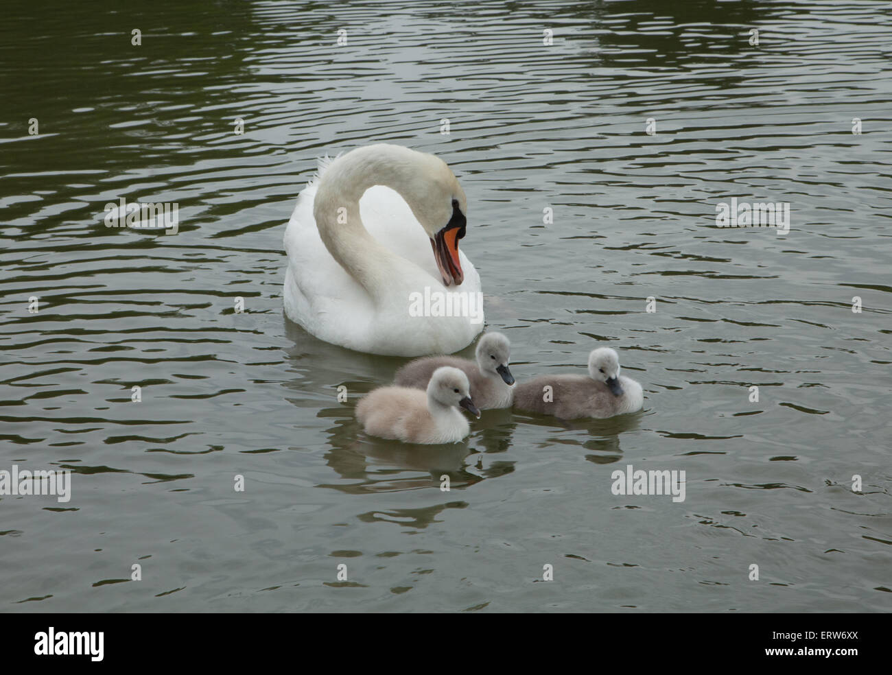 Il White Swan e cygnets. Foto Stock