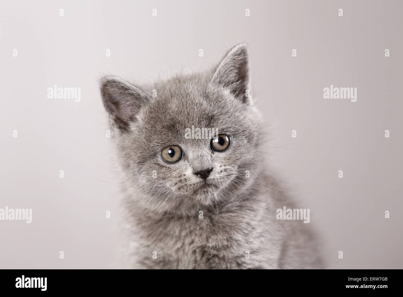British Shorthair Kitten Foto Stock