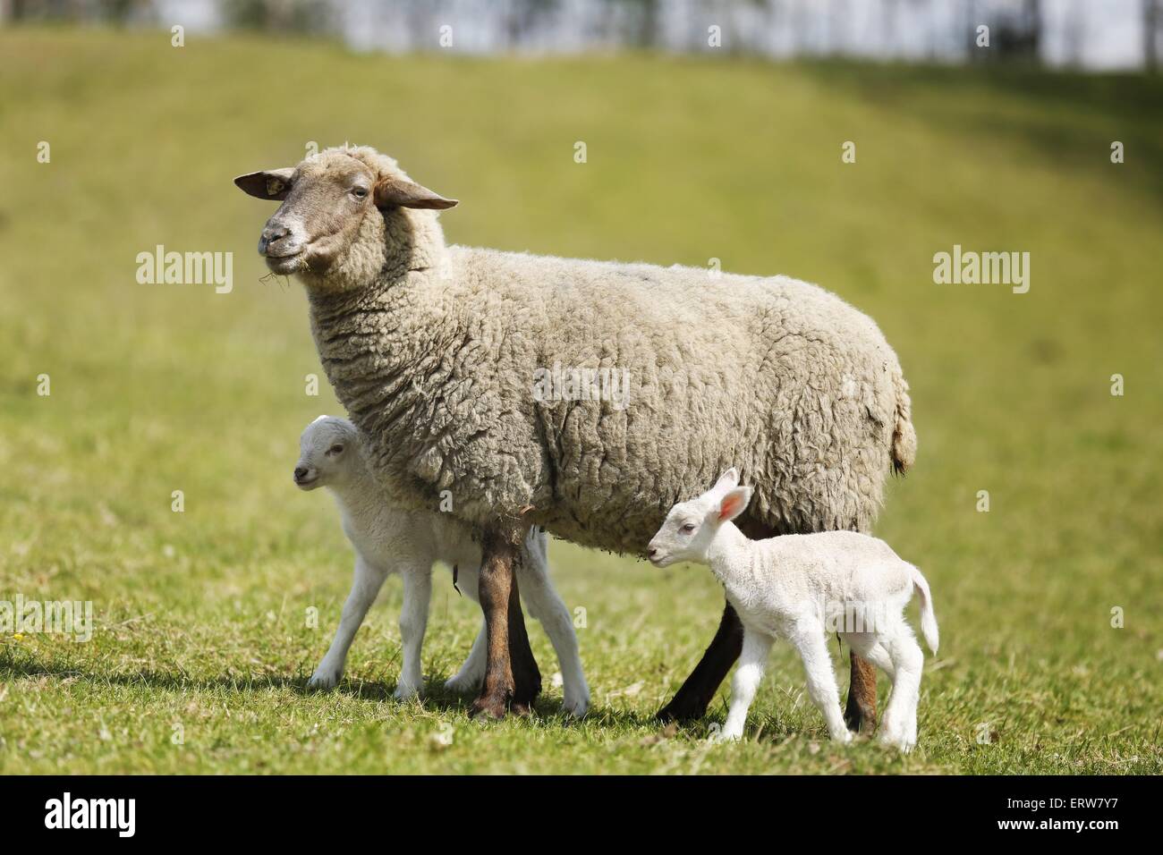 Madre di pecore con agnelli Foto Stock