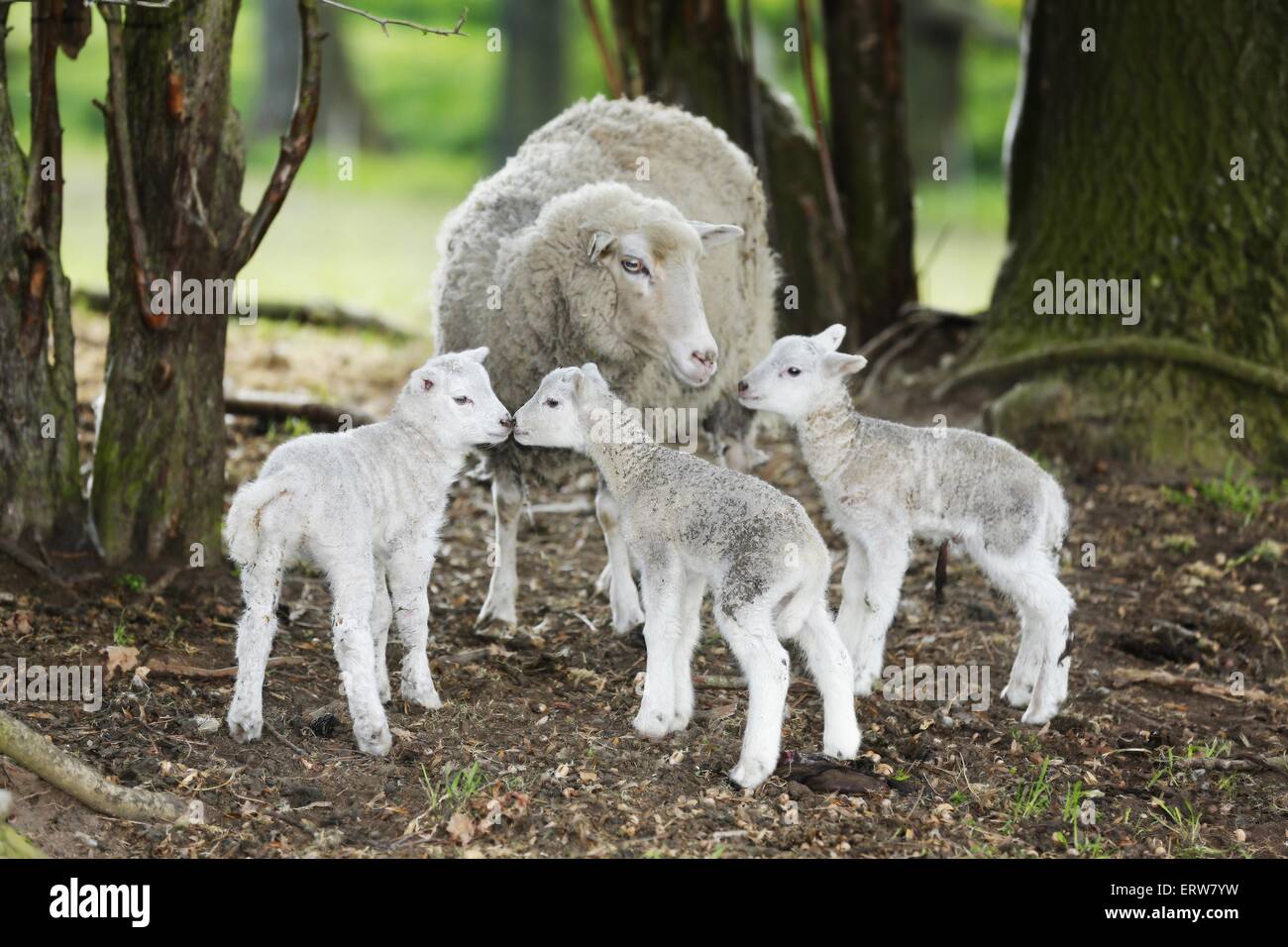 Madre di pecore con agnelli Foto Stock