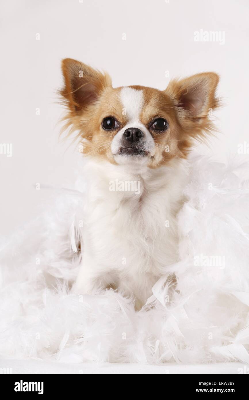 Udienza Chihuahua Foto Stock