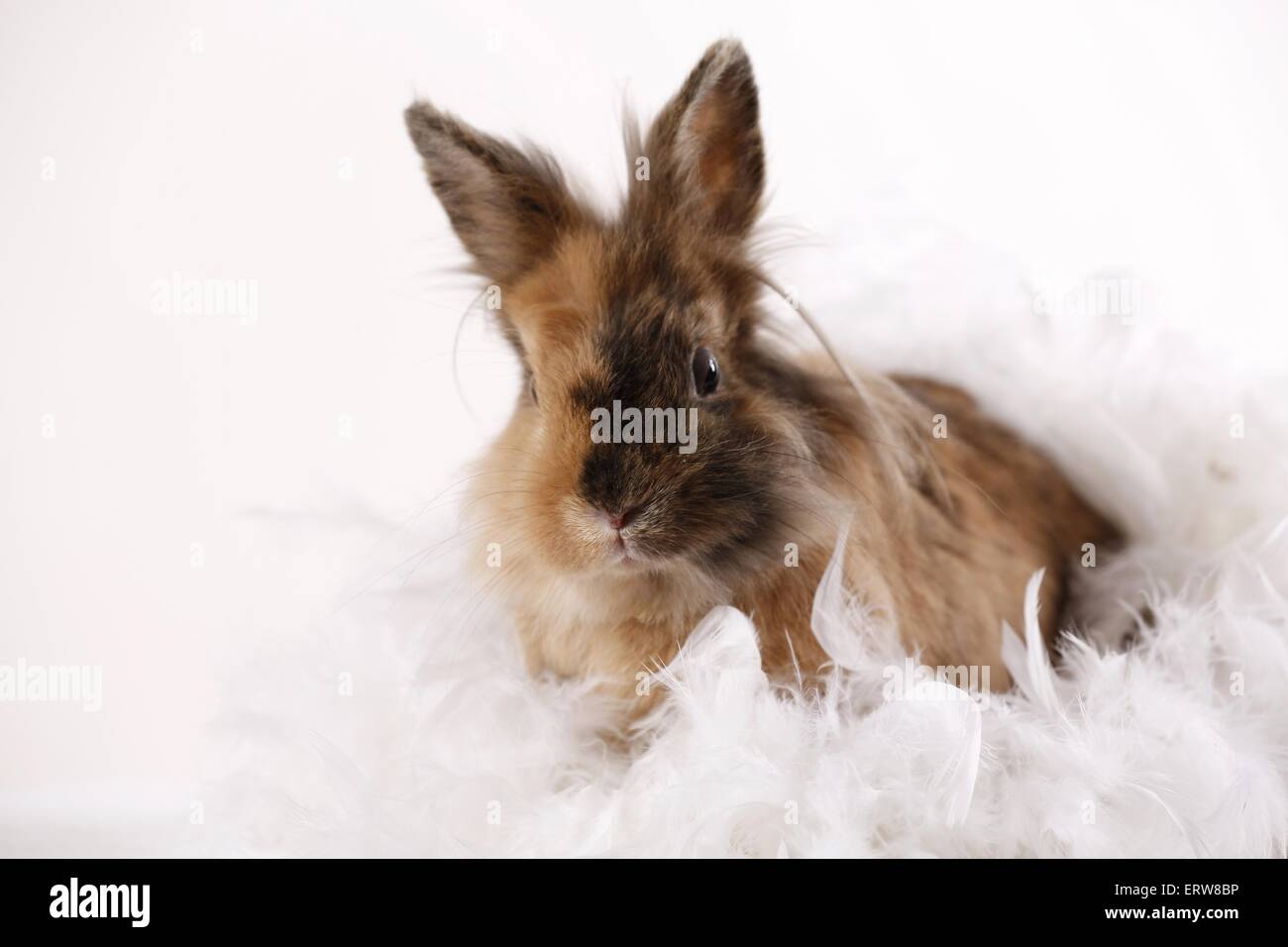 Lion-coniglio con testa Foto Stock