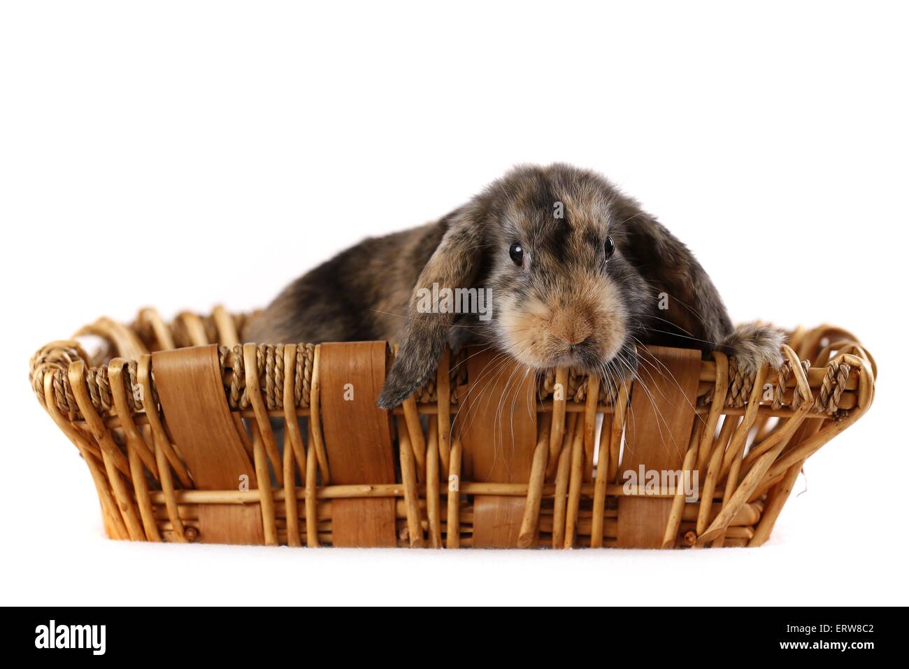 coniglio di Lop Foto Stock