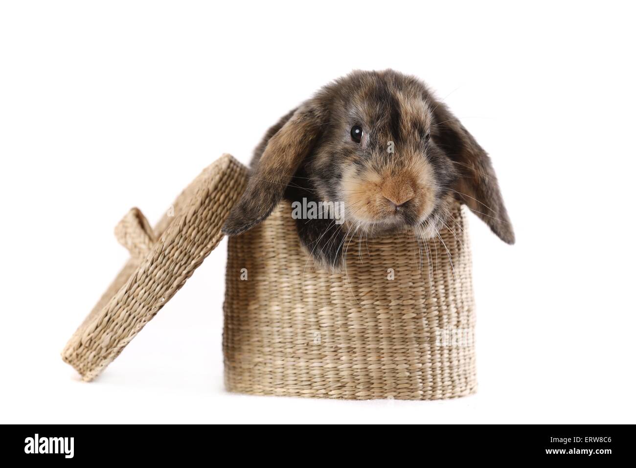 coniglio di Lop Foto Stock