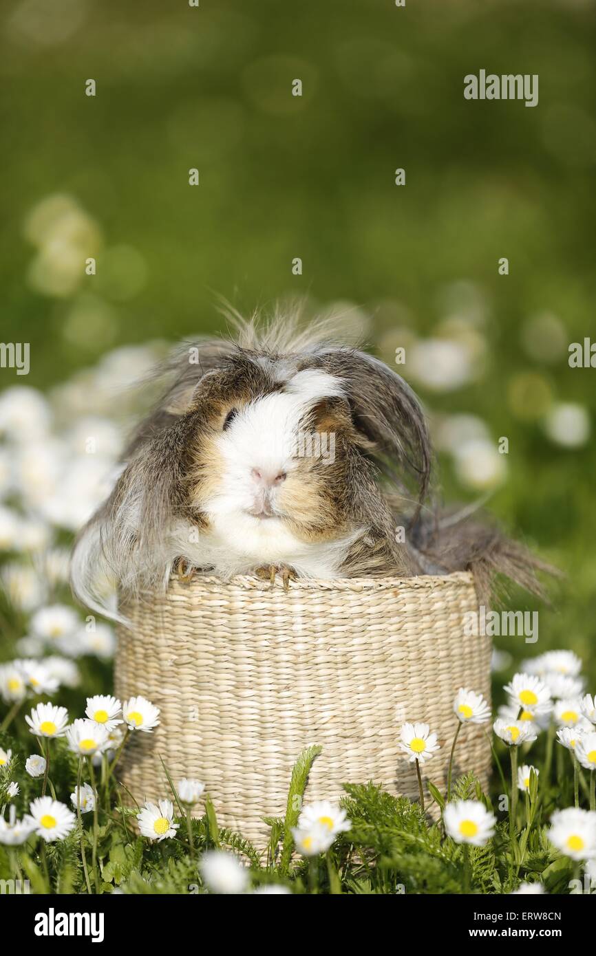 Longhaired cavia Foto Stock