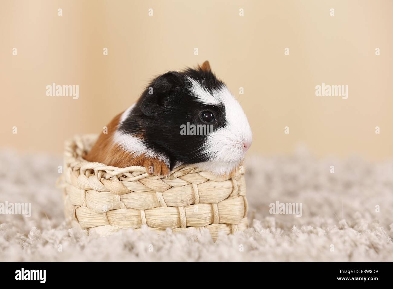 Abissino di cavia Foto Stock