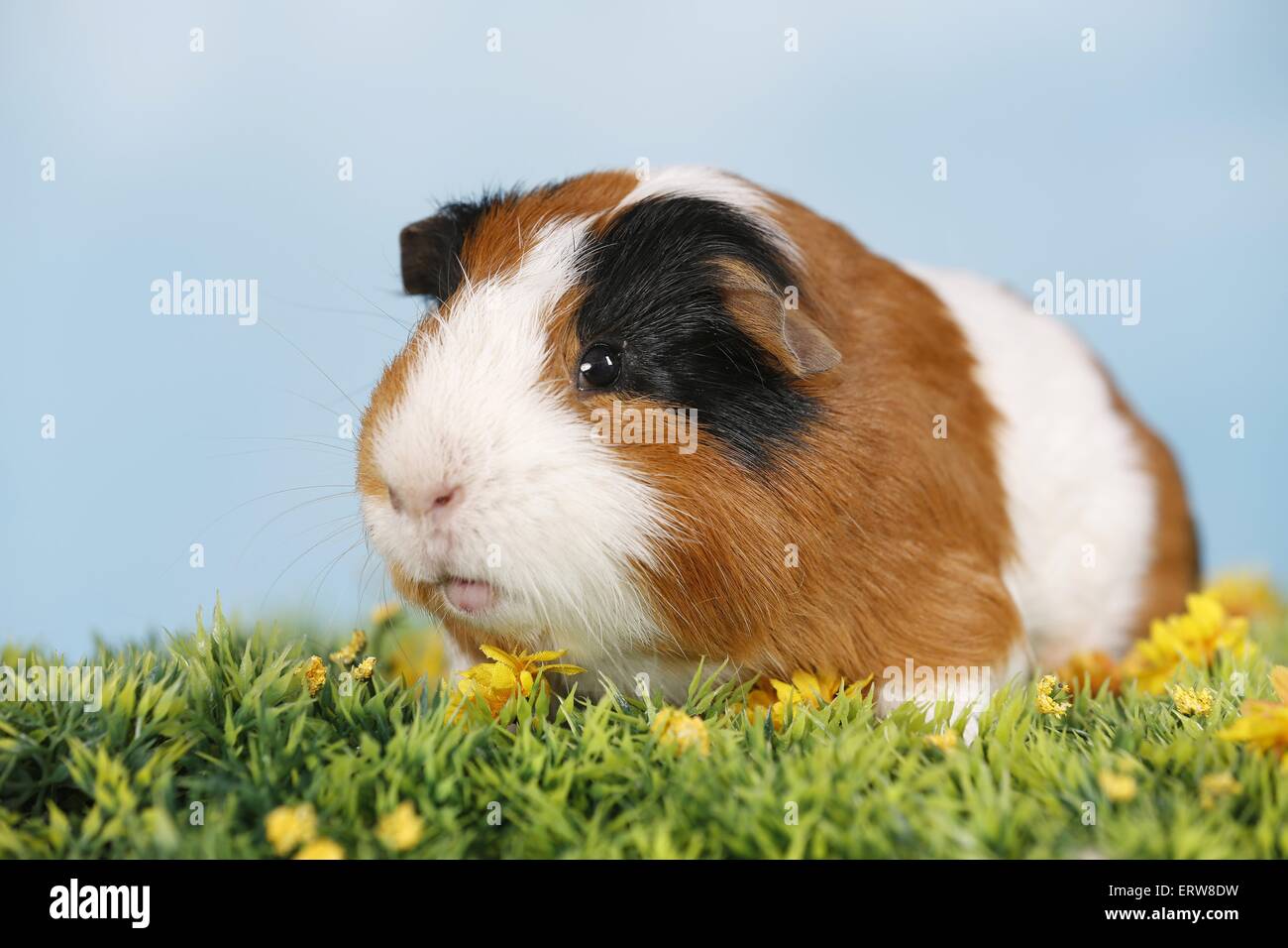 Liscia con capelli cavia Foto Stock