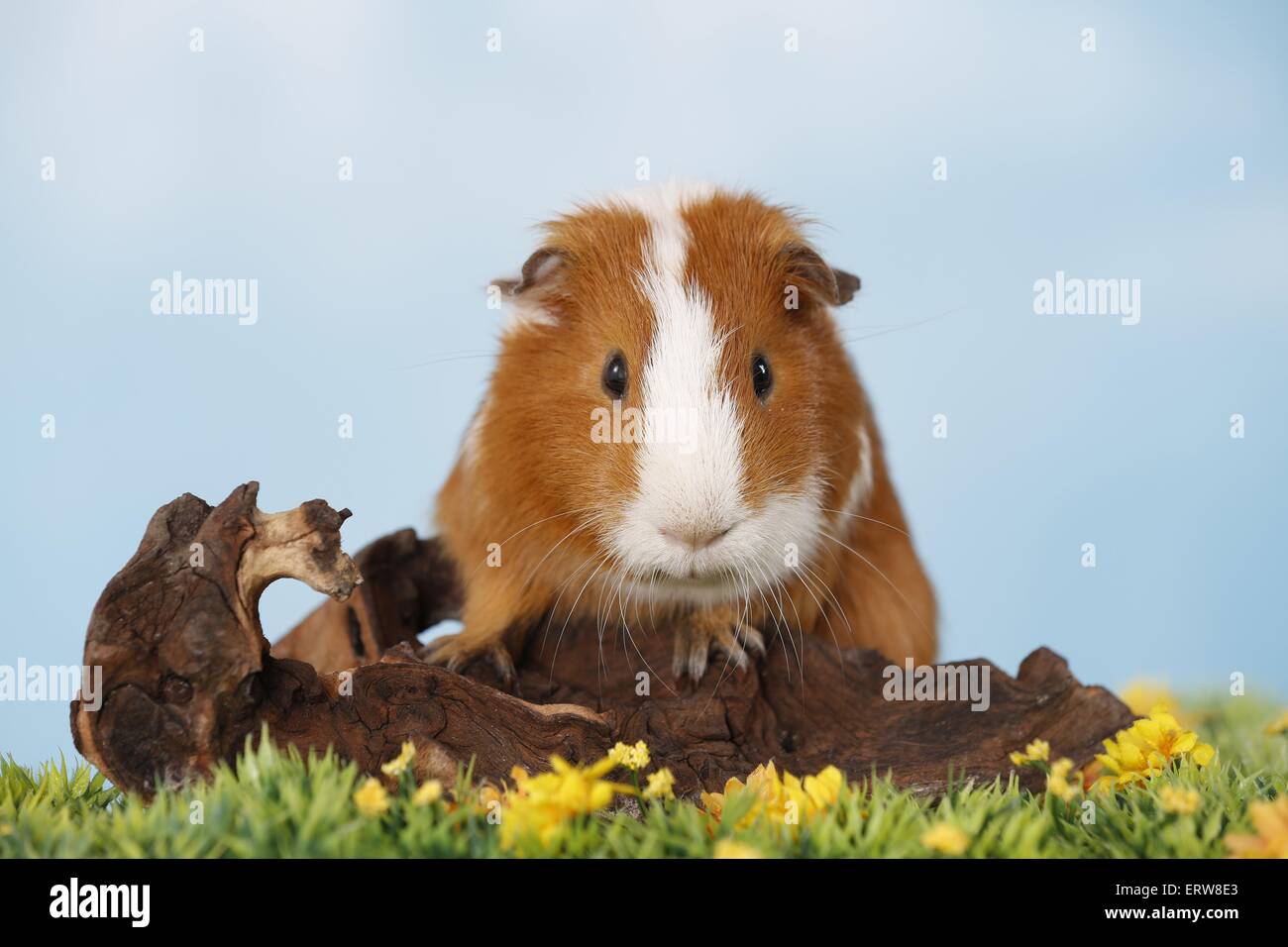 Liscia con capelli cavia Foto Stock