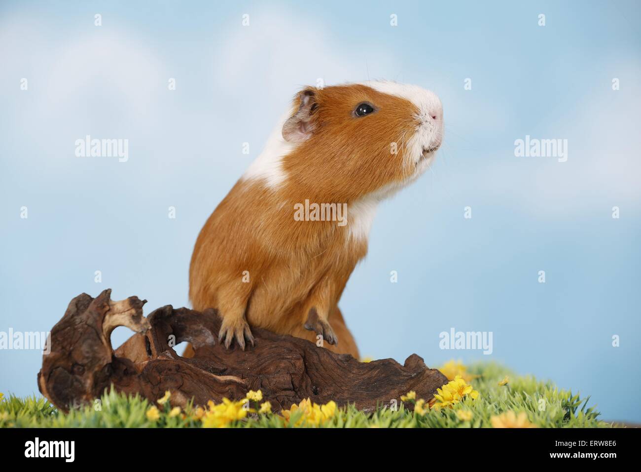 Liscia con capelli cavia Foto Stock