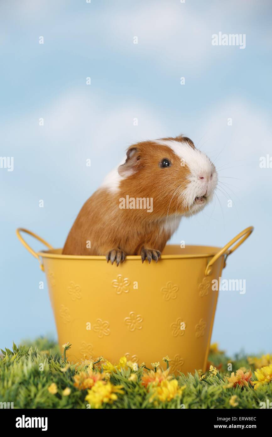 Liscia con capelli cavia Foto Stock