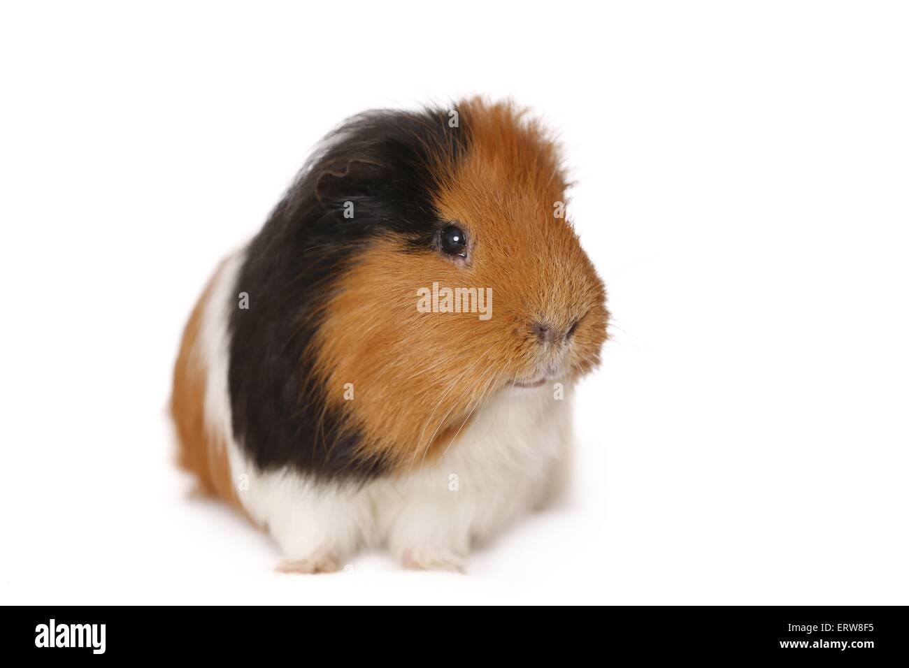 Liscia con capelli cavia Foto Stock