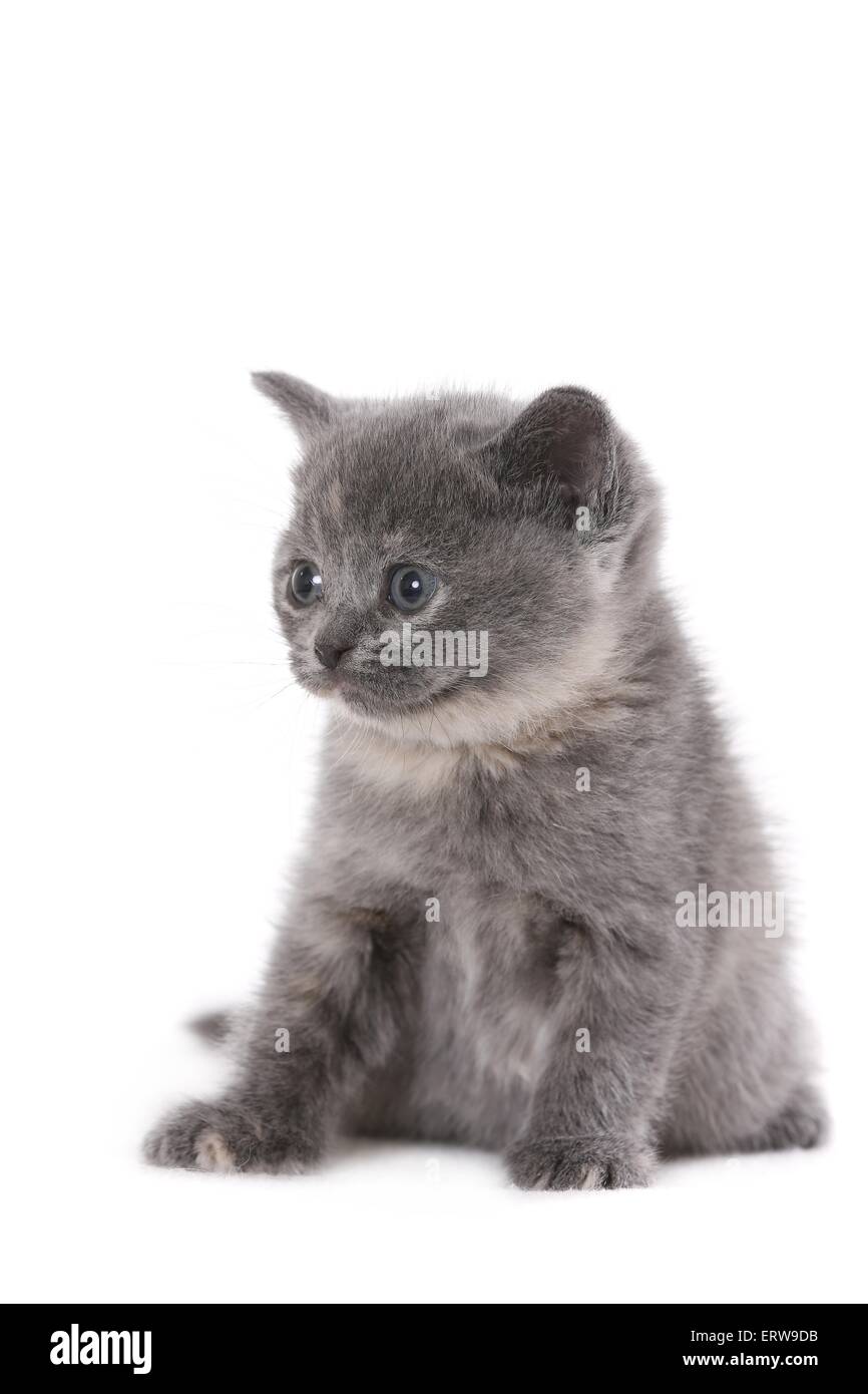 British Shorthait gattino Foto Stock