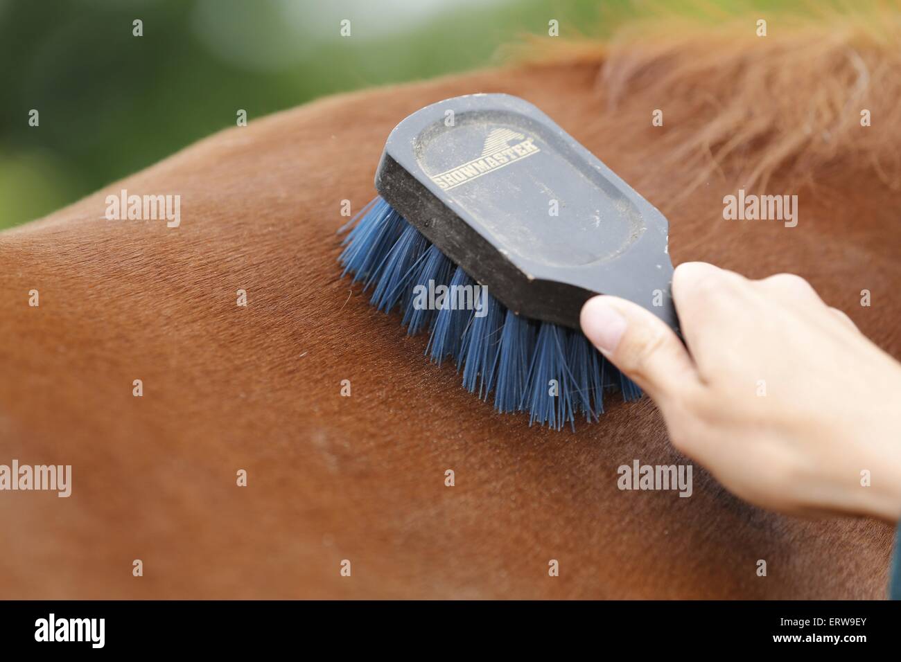 pulizia cavallo Foto Stock