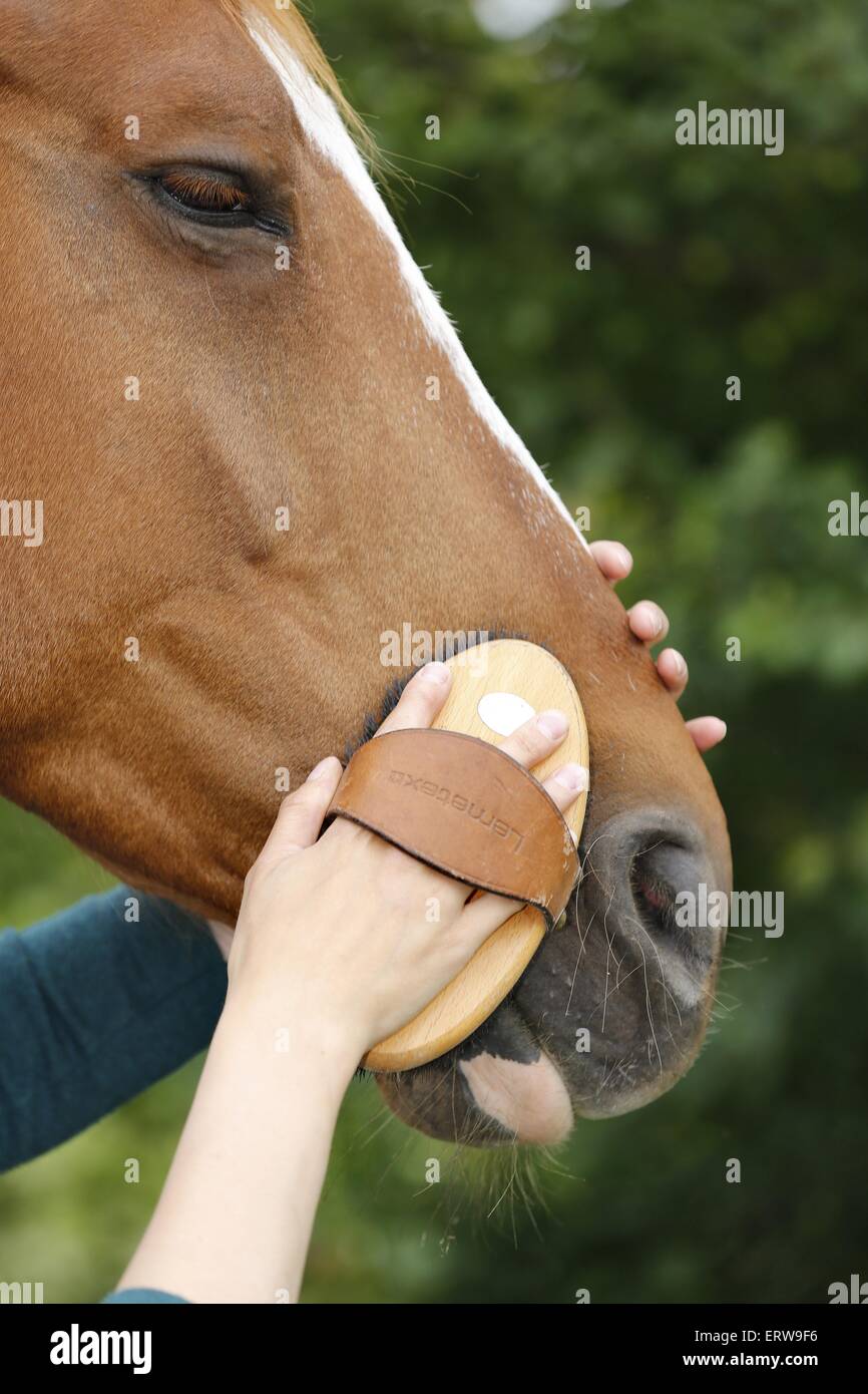 pulizia della testina Foto Stock