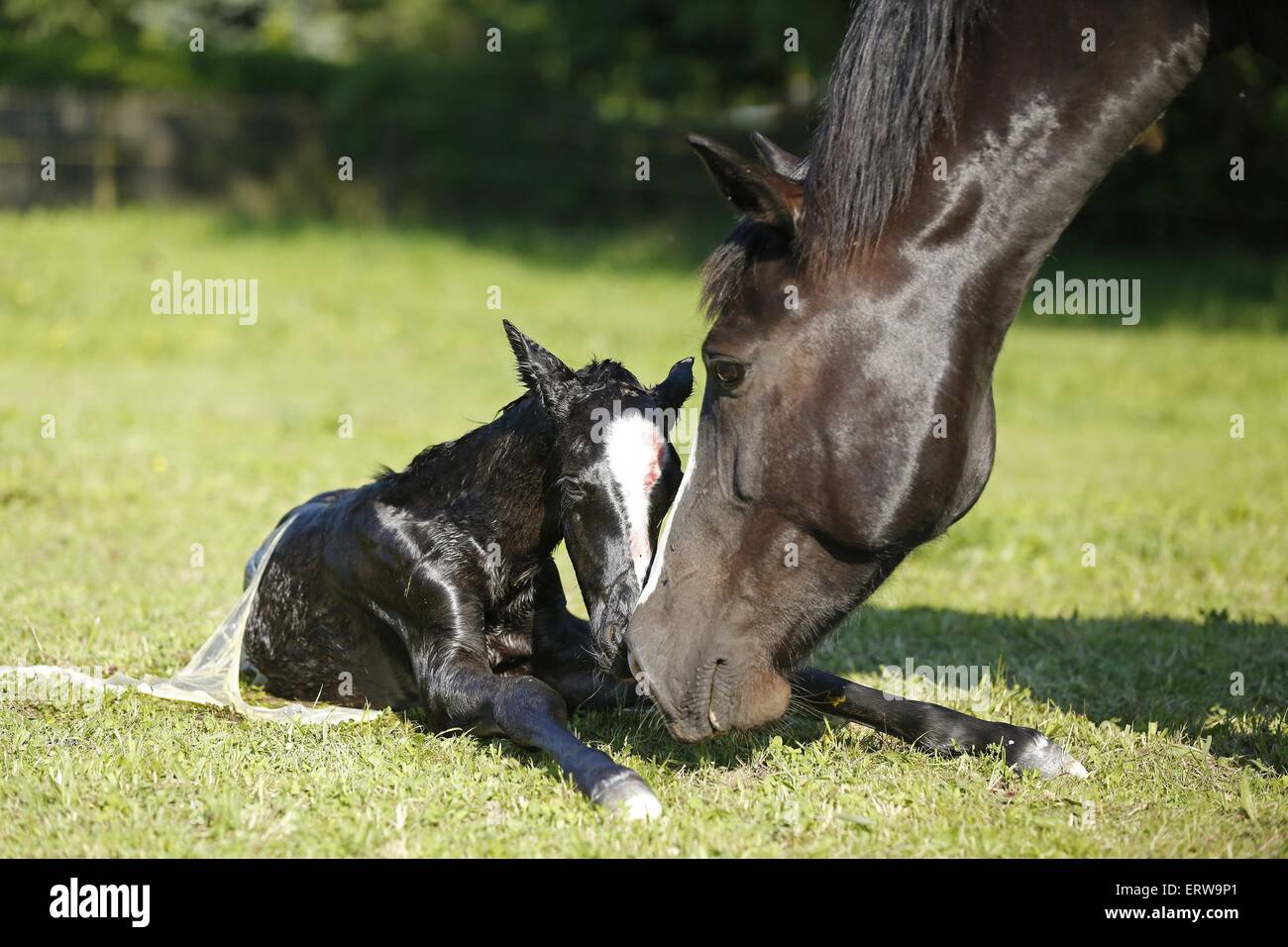 puledro Foto Stock