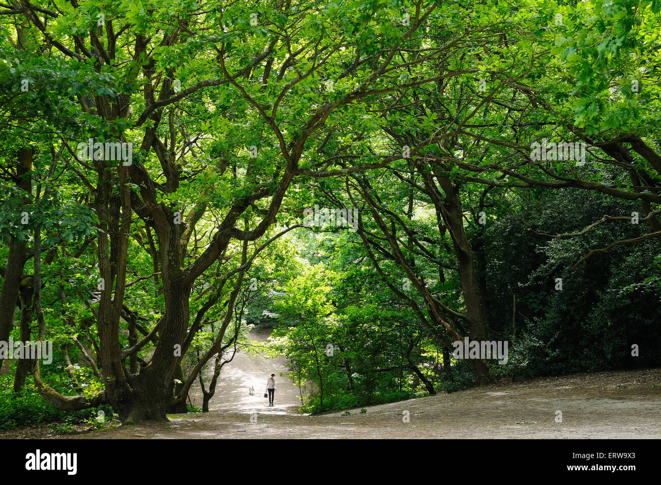 Boschi e lone walker a Hampstead Heath, London REGNO UNITO Foto Stock