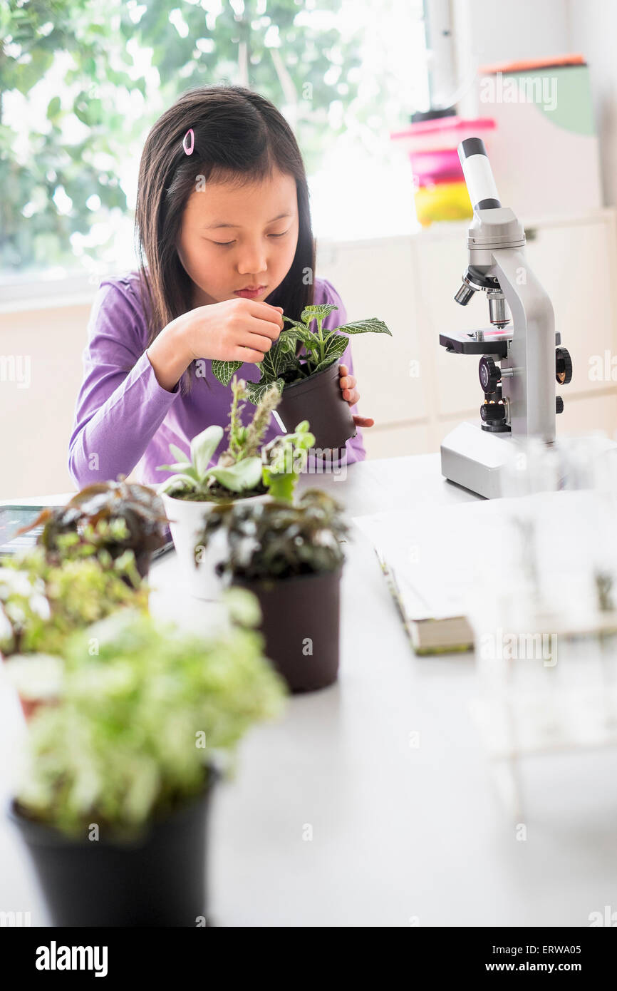 Studente cinese di piante di esame nel laboratorio di scienze Foto Stock