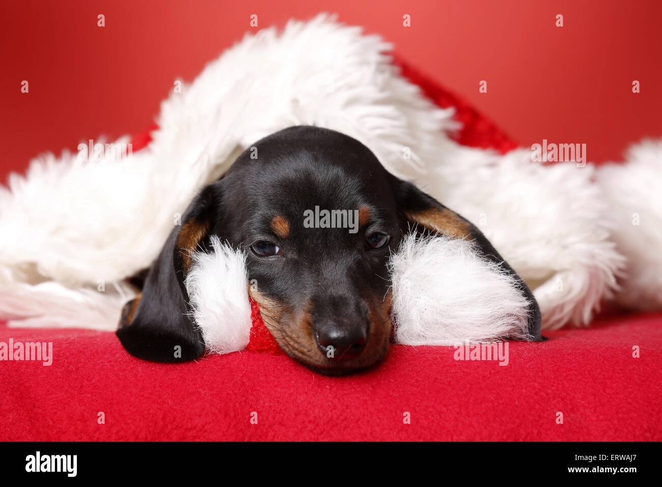 Shorthaired Bassotto cucciolo Foto Stock