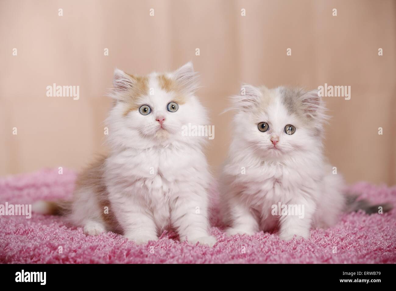Il tedesco Longhair gattino Foto Stock