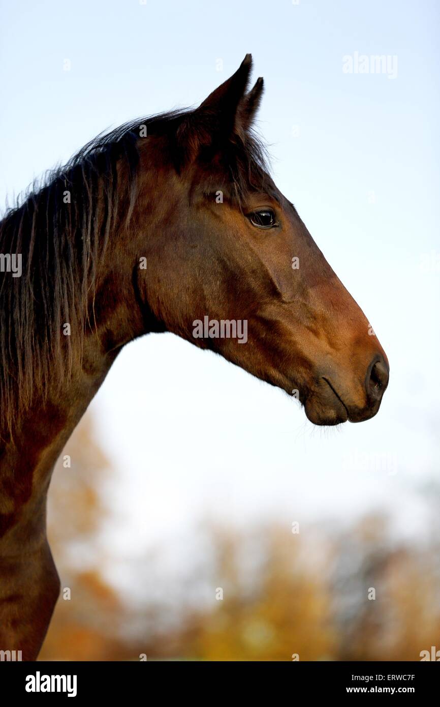Giovane tedesco Sport Cavallo Foto Stock