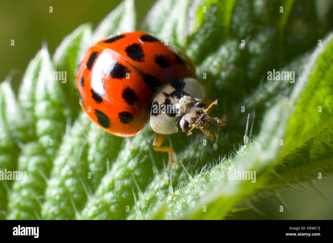 19 spor harlequin ladybird (Harmonia axyridis) su una foglia di ortica (Urtica dioica). Foto Stock