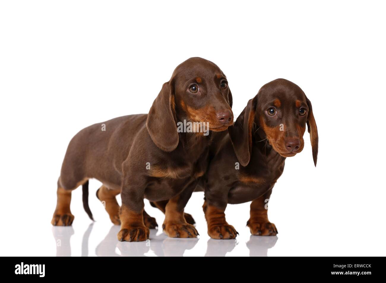 2 Bassotto cuccioli Foto Stock