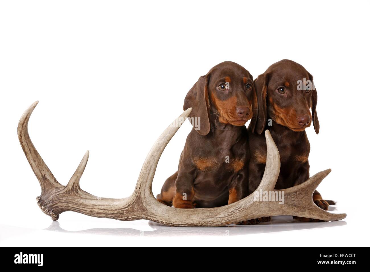 2 Bassotto cuccioli Foto Stock