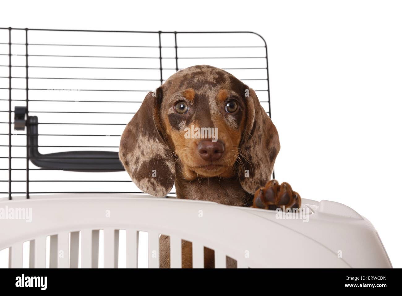 Cucciolo di bassotto Foto Stock