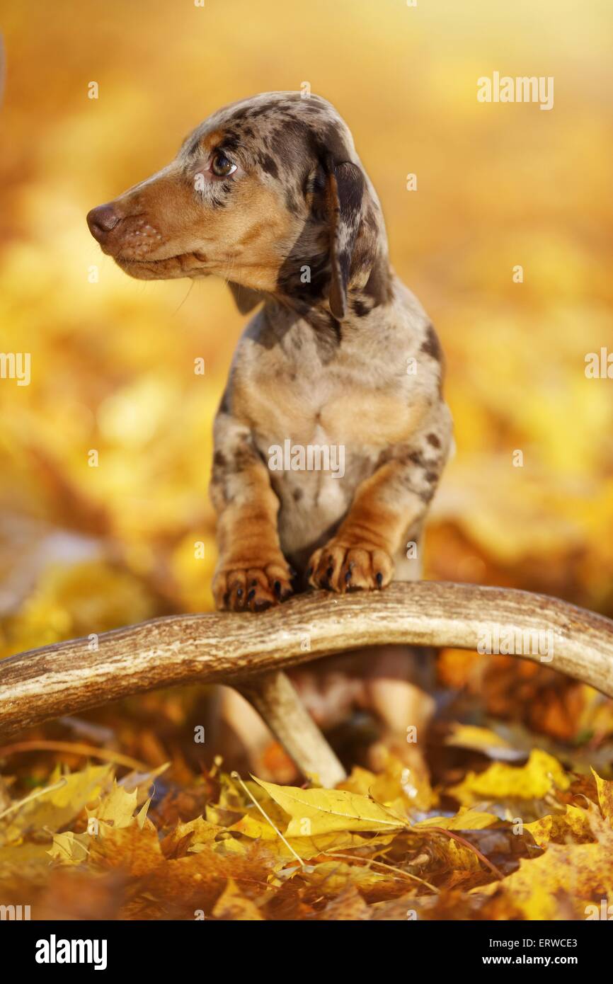 Cucciolo di bassotto Foto Stock