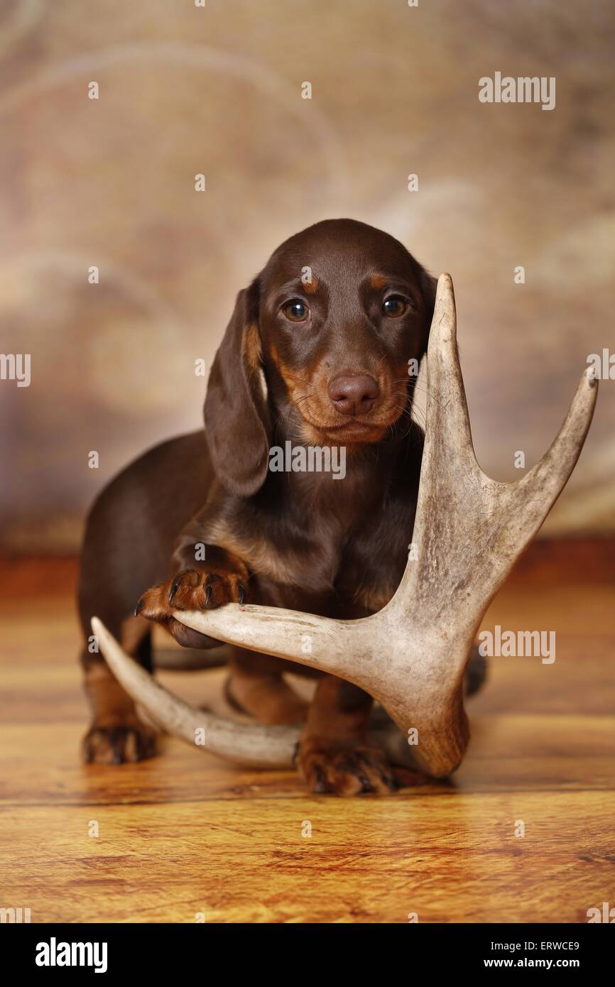 Cucciolo di bassotto Foto Stock