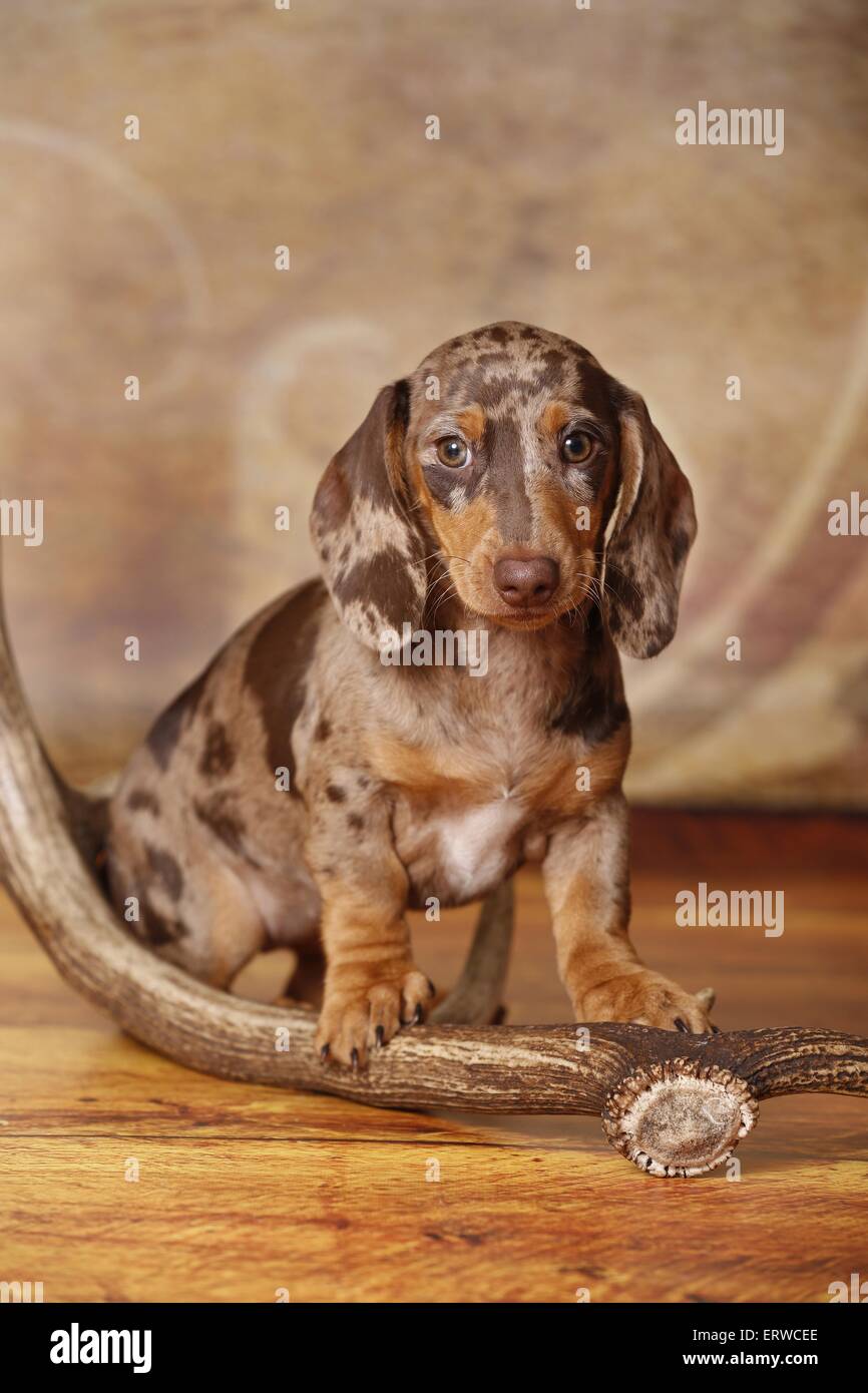 Cucciolo di bassotto Foto Stock