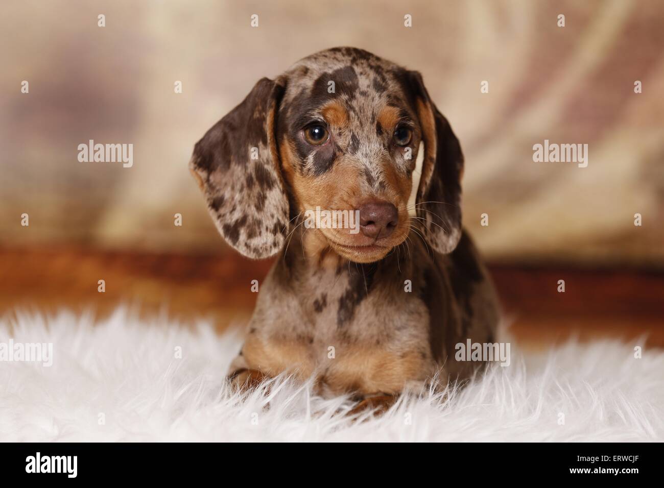 Cucciolo di bassotto Foto Stock