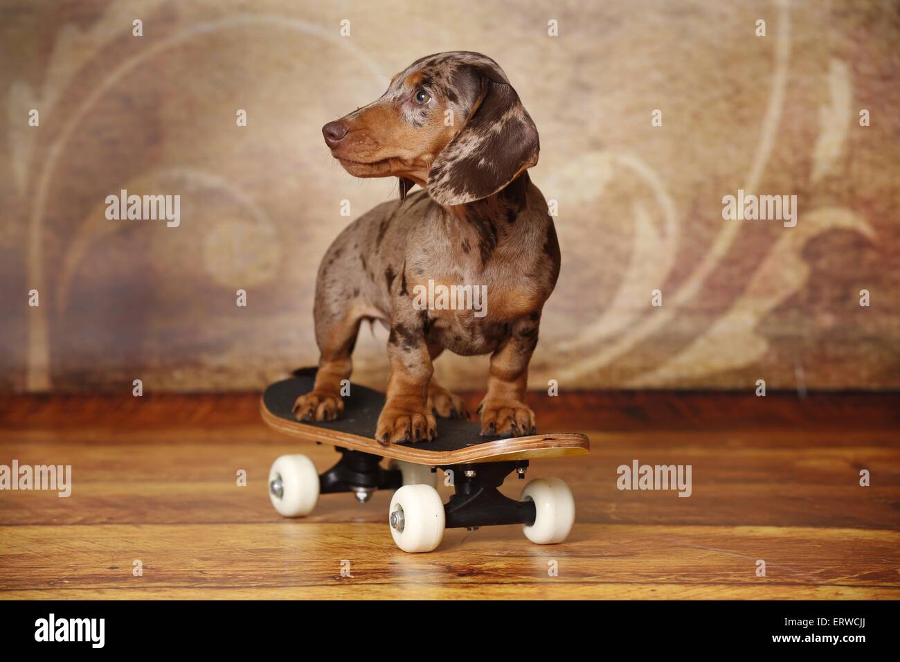 Cucciolo di bassotto Foto Stock