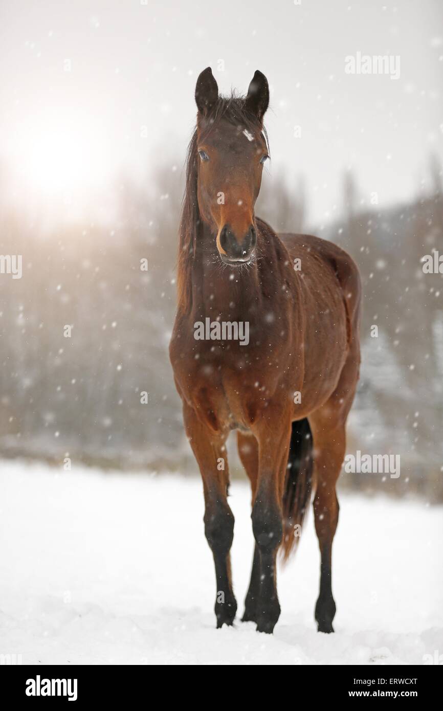 Giovane tedesco Sport Cavallo Foto Stock