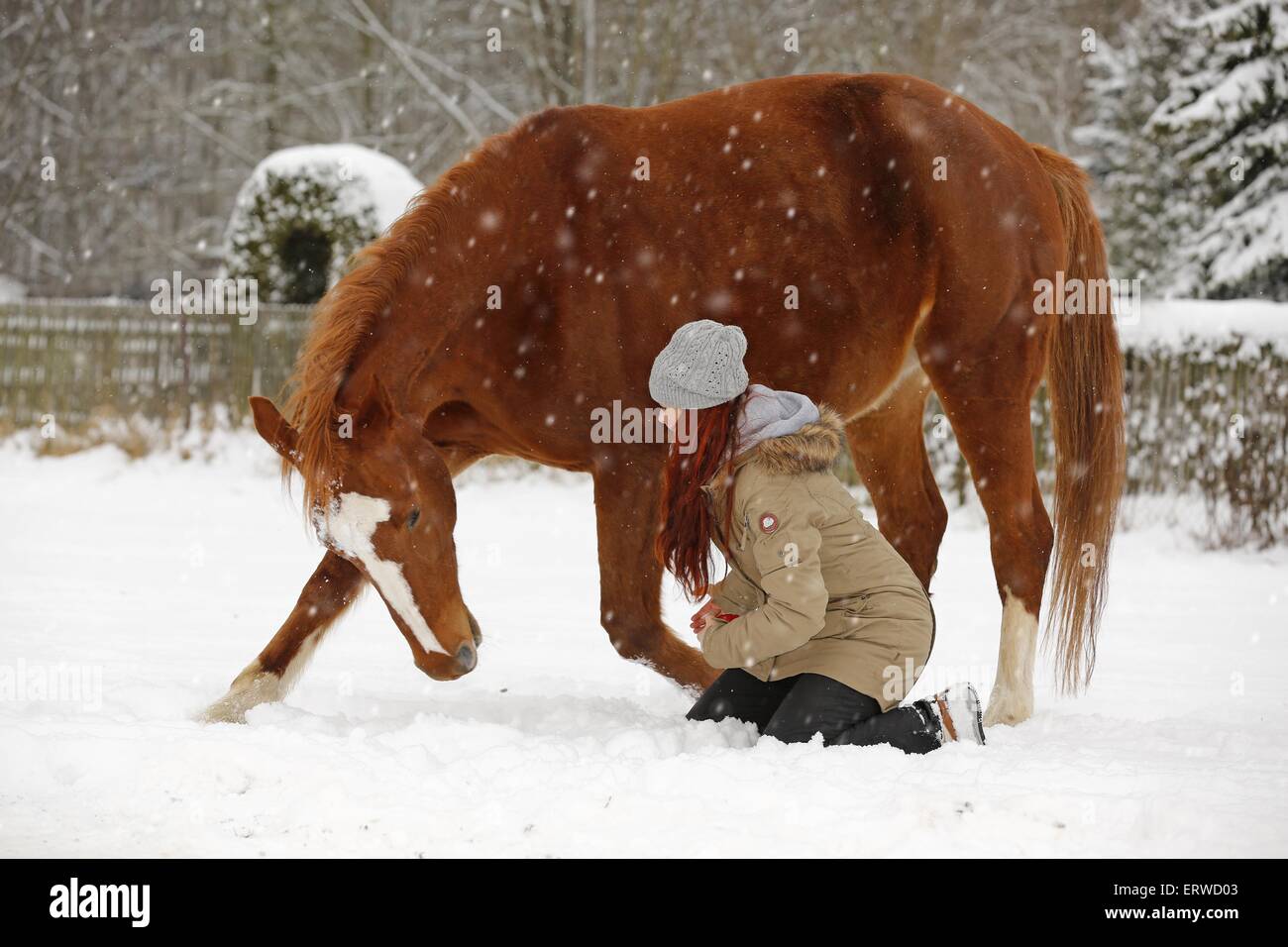 Donna con sport tedesco horse Foto Stock